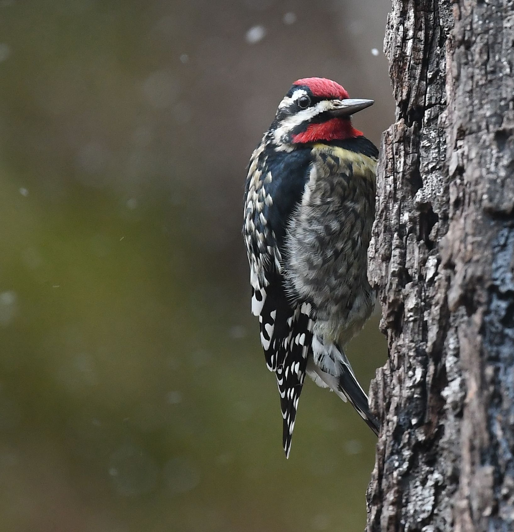 Bird photography from Sapsucker Woods at the Cornell Lab of Ornithology